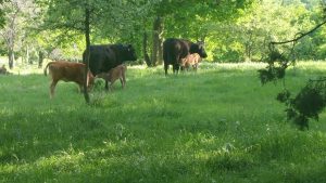Red Wagyu babies ET